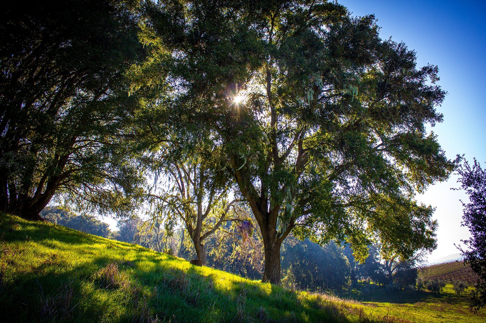 Sunlight showing through a tree line